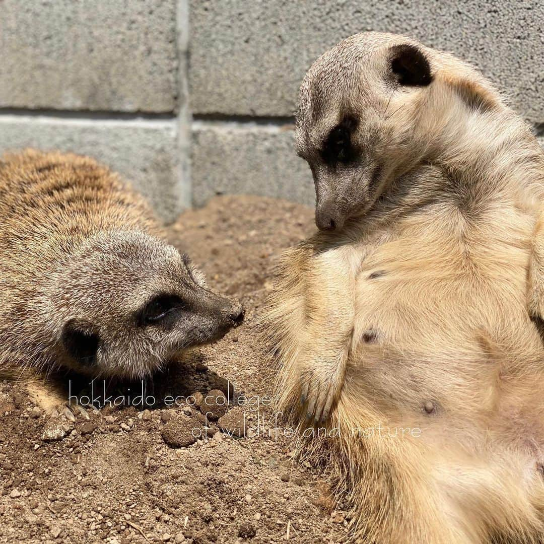 hokkaidoecoさんのインスタグラム写真 - (hokkaidoecoInstagram)「無言の圧力…… #北海道エコ #動物 #専門学校 #ミーアキャット #きーちゃん #かーくん #きーちゃんの無言の圧力 #ハンパない #頭が #あがりませんね #これでも #仲良しなんですよ #天気のいい日は #外が気持ちいい #☀️」6月11日 17時32分 - hokkaidoeco