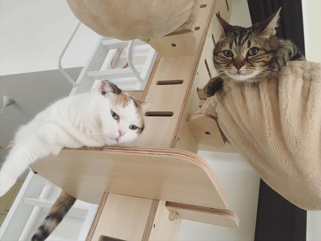 ありす & まりあのインスタグラム：「The rainy season is here ☔️ ベランダ遊びはおあずけにゃ…」