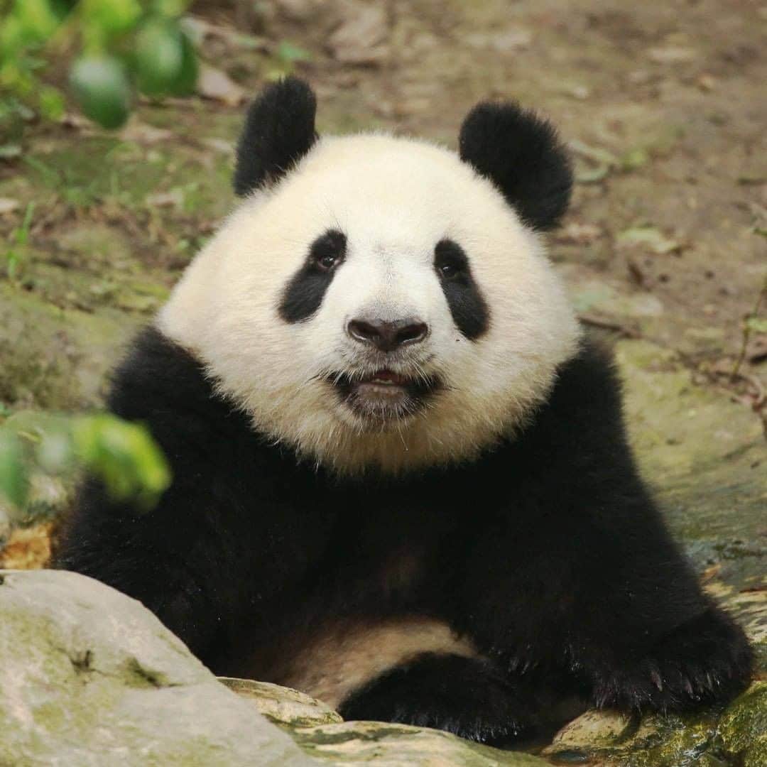 iPandaさんのインスタグラム写真 - (iPandaInstagram)「@centrecultureldechine . ◤Amusez-vous avec le panda◢ 🐼 . Quiz du jour : #lesaviezvous ? Quels sont les amis du panda géant à l'état sauvage ? What animals are pandas' friends in the wild? . Laissez vos commentaires en bas👇 Leave your comments below👇 . ◤Connaisez-vous le panda ?◢ 👨‍🏫 👩‍🏫 . Encyclopédie du panda-épisode 9 (sous-titre français) 🔗 http://ow.ly/1Gxp50A07us」6月11日 18時02分 - ipandachannel