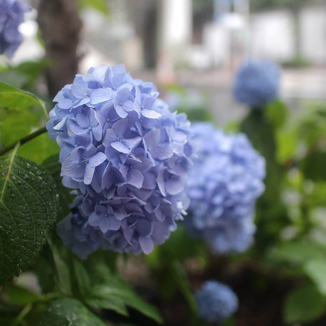 SHISEIDO THE GINZAさんのインスタグラム写真 - (SHISEIDO THE GINZAInstagram)「【銀座だより｜銀座のあじさい】  東京もいよいよ梅雨入り。銀座も午後から雨が降り始めました。  写真は当店近隣、花椿通りや交詢社通りなど銀座各所のあじさい。 この季節らしい彩りを、街に添えています。  #shiseidothestore #銀座 #tokyoginza #あじさい #紫陽花 #梅雨 #梅雨入り #雨 #花 #flowers」6月11日 17時57分 - shiseidothestore
