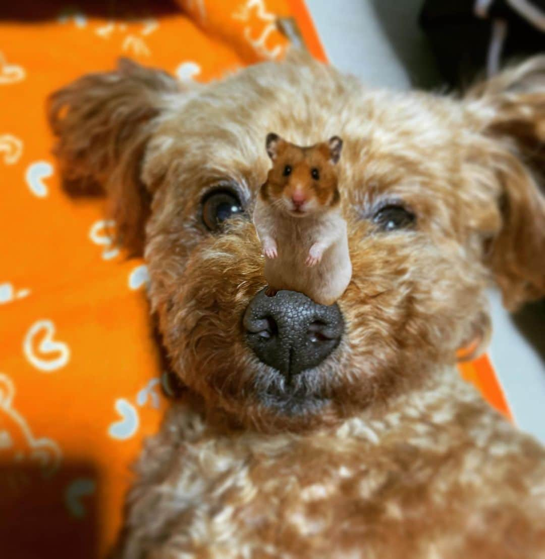 松本浩代さんのインスタグラム写真 - (松本浩代Instagram)「Chacha & Bomb  #toypoodle #hamster #friendly #pet #compositephotography」6月11日 18時02分 - hiroyo.destroy.matsumoto