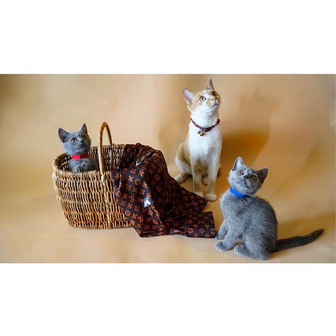 fukishaljのインスタグラム：「They  found a new family 🐱❤️ ・ ・ トムとジェリーの兄妹いっしょの里親さんが決まりました😊! ・ ・はじめての預かりボランティア レモンはお母さんのようにケアしてくれて優しい心のレモンにはありがとうでいっぱい　🍋 ・ ・ 卒業写真を、みんなで🎓✨✨ "レモンちゃんち、たのしかったなぁ！😻" っておもってくれてるといいなっ☺️ #レモンの預かりボランティア日記」