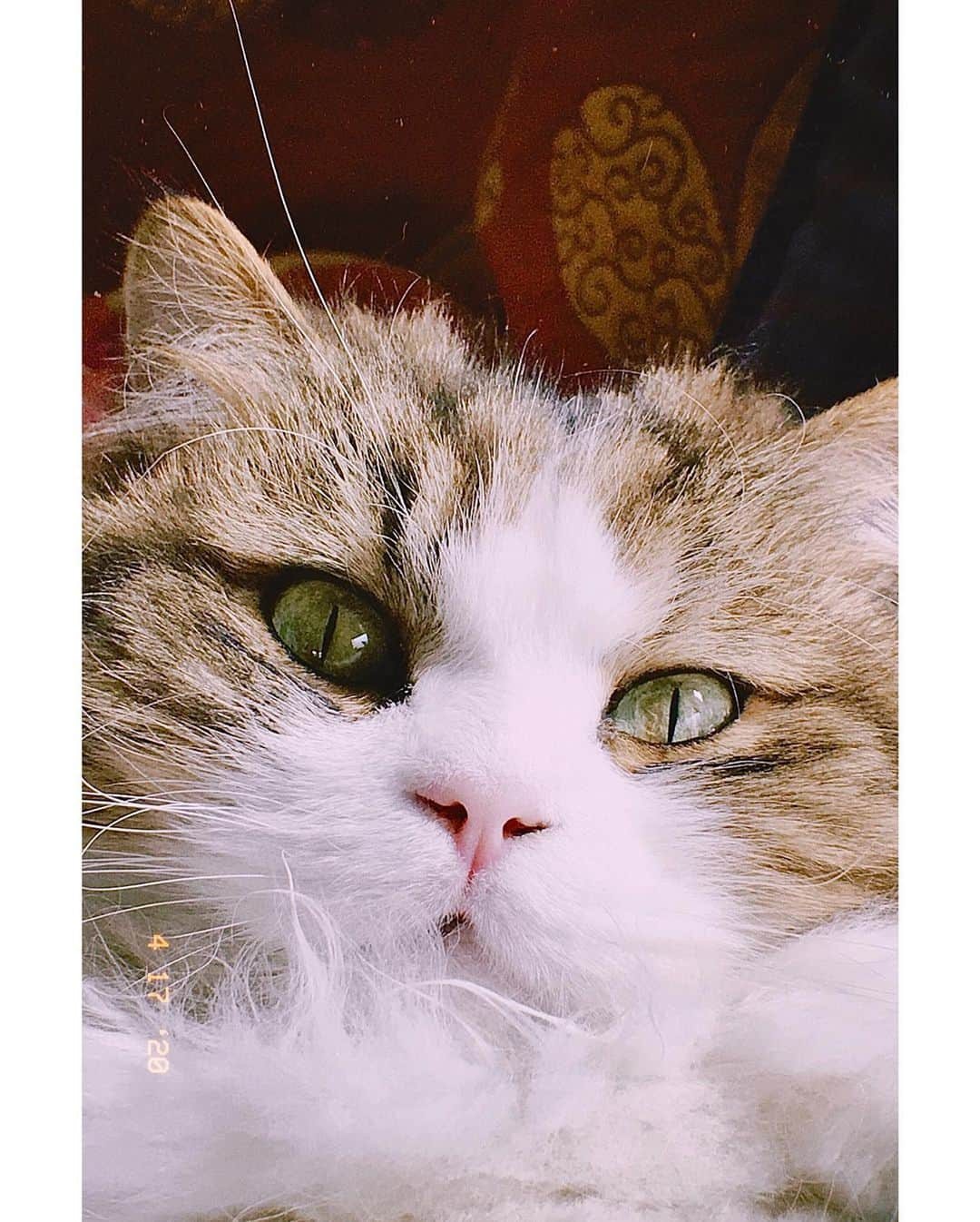 恒松祐里さんのインスタグラム写真 - (恒松祐里Instagram)「🐈 昨日あげたチャーリーの写真から6年後。。 もう貫禄が出てきてどっしりしています。 猫も人も成長しました🎏　 #自宅警備員チャーリー #猫年齢6歳 #人間の歳だと40歳」6月11日 18時17分 - yuri_tune