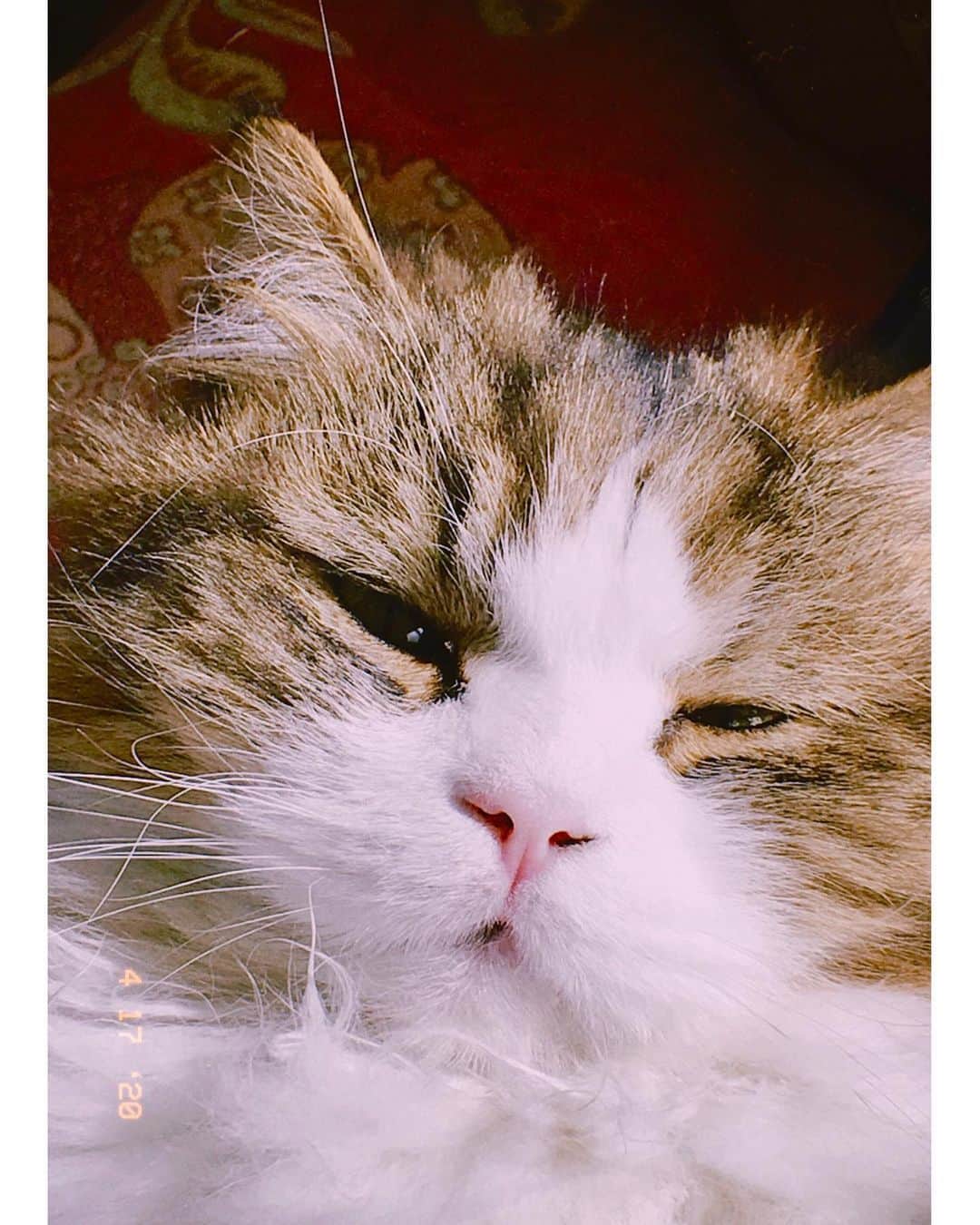 恒松祐里さんのインスタグラム写真 - (恒松祐里Instagram)「🐈 昨日あげたチャーリーの写真から6年後。。 もう貫禄が出てきてどっしりしています。 猫も人も成長しました🎏　 #自宅警備員チャーリー #猫年齢6歳 #人間の歳だと40歳」6月11日 18時17分 - yuri_tune