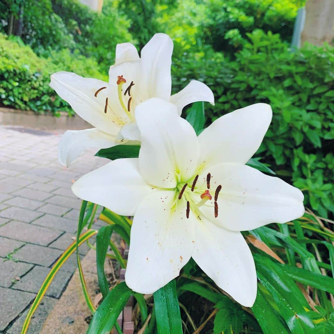 結城さなえさんのインスタグラム写真 - (結城さなえInstagram)「雨上がりの一瞬。 瑞々しく笑ってました✨  その奥で「あたしも見てよね」と言っていた立派なリリー様👏🏻 #紫陽花 #ユリ #梅雨入り  #hydrangea  #lily #flowers」6月11日 18時22分 - yuukisanae