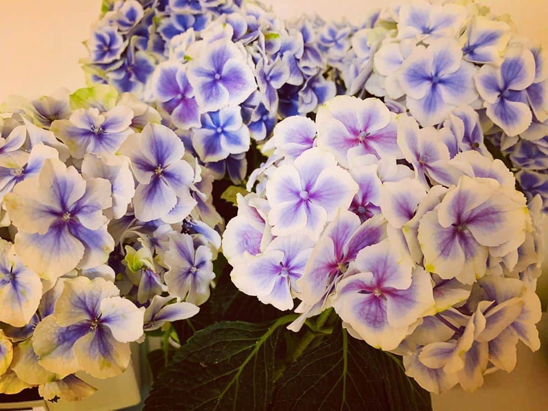 松下萌子のインスタグラム：「紫陽花大好き💠💠💠 #6月　#椿屋四重奏　#紫陽花」