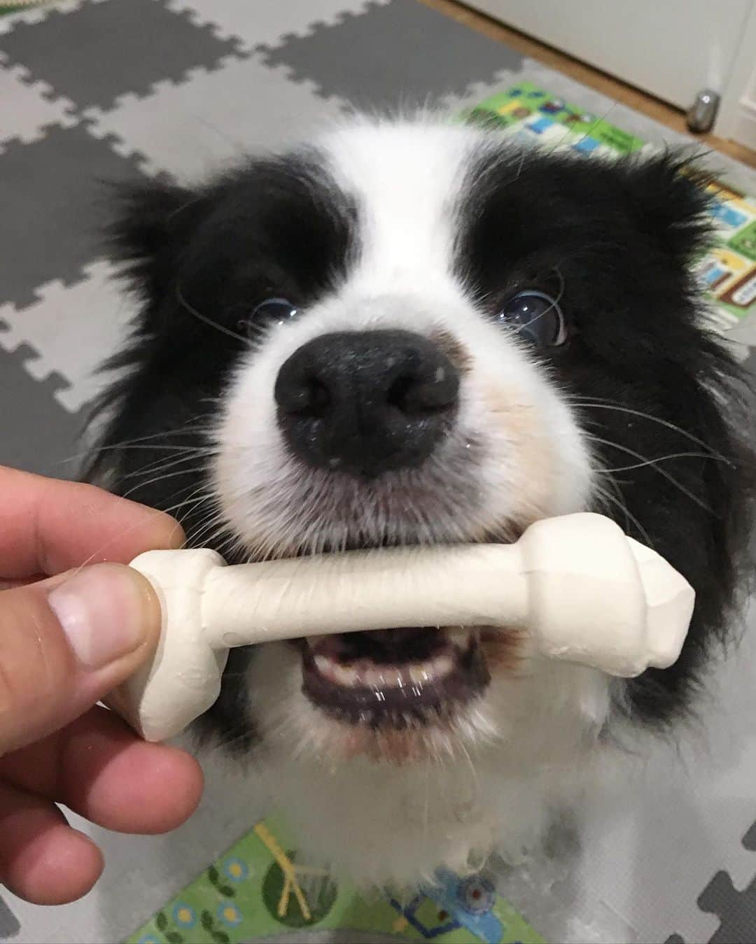 犬バカ部宣伝部長のインスタグラム