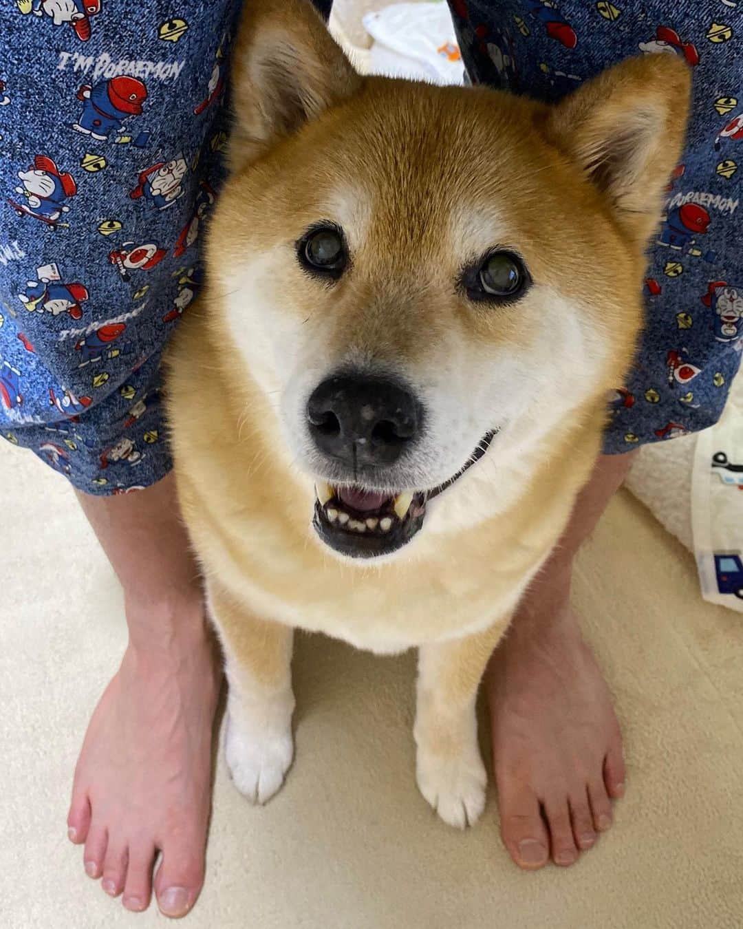 まる（まるたろう）さんのインスタグラム写真 - (まる（まるたろう）Instagram)「Your feet are so big!✨🐶🦶👴🏻✨パパの足デカすぎない？ #こないだスニーカー29cm買ってたよね #無駄にデカイ #ドラちゃん柄でもごまかしきれてない #まるは4cm」6月11日 19時15分 - marutaro