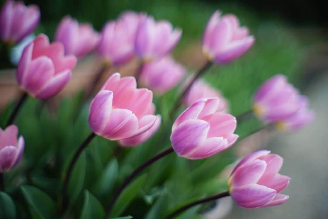 花の写真館さんのインスタグラム写真 - (花の写真館Instagram)「Photo by 松岡 智子.⠀ .⠀ Original Post[投稿いただいたURL]⠀ https://www.facebook.com/photo.php?fbid=2880360252079395⠀ .⠀ 本アカウントは、 #私の花の写真 をつけてInstagramに投稿された皆さまの花の写真や、「花の写真館」Facebookページで投稿された花の写真を紹介します。⠀ 「花の写真館」Facebookページは、「 @floral.photograph 」のプロフィールにあるURLからご覧ください。⠀ .⠀ ※各自、政府、自治体など公的機関の指示に従った行動をお願いします。⠀⠀ 東京カメラ部および分室では、写真を「見る楽しみ」を提供することを通して、微力ながら皆様にわずかな時間でも癒しをお届けしたいと思っております。⠀ ※本アカウントは東京カメラ部がFacebook、Instagramのサービスを利用して運営しているもので、Facebook社・Instagramとは一切関係ありません。⠀ .⠀ #花の写真館 #floralphotograph #floralphoto #flower #flowers⠀ Follow: @floral.photograph」6月11日 19時30分 - floral.photograph