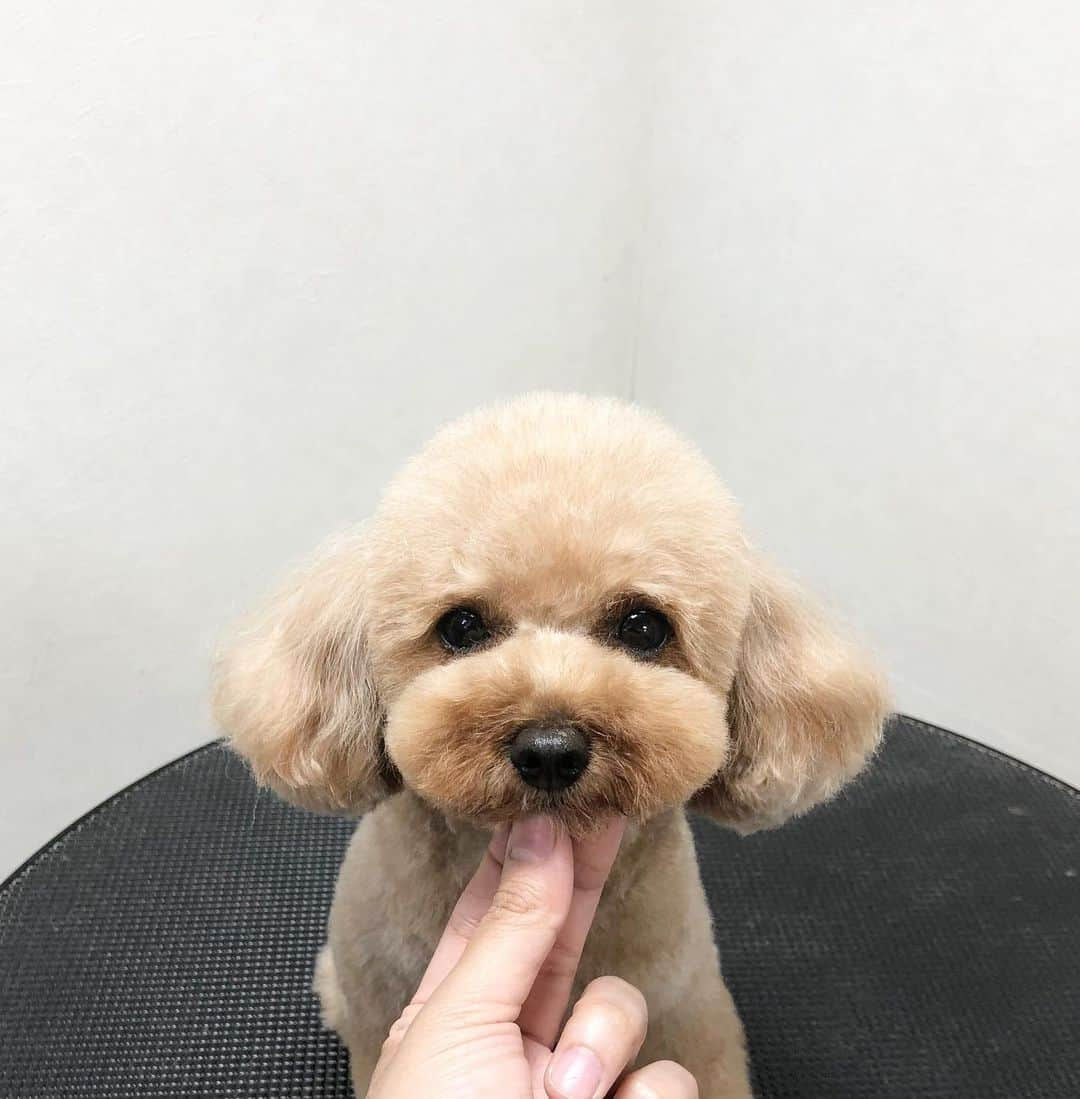 doghug (ドッグハグ) 豊洲本店のインスタグラム