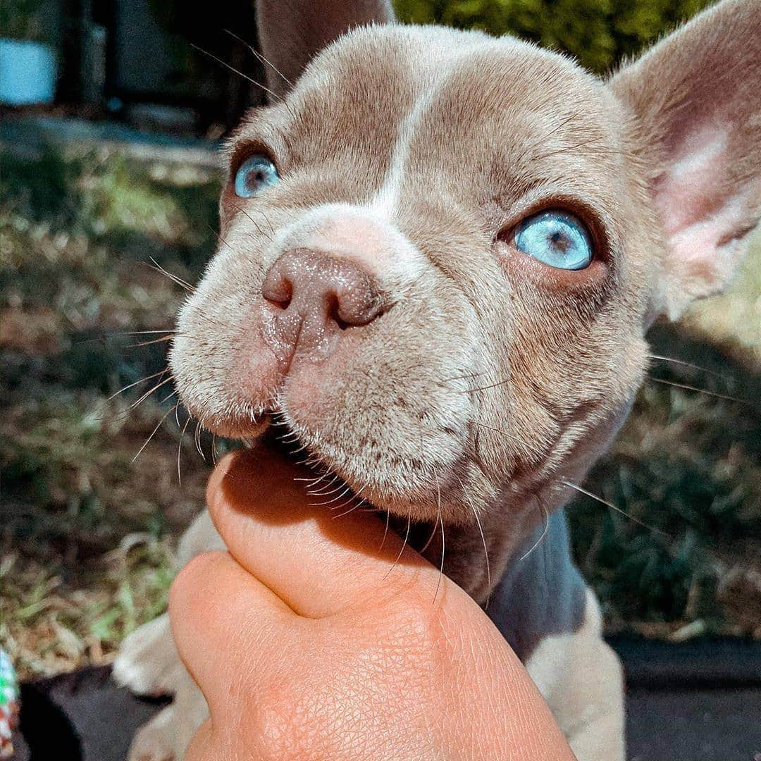 French Bulldogさんのインスタグラム写真 - (French BulldogInstagram)「I'm a Crocodile 🐊 @frenchie.tequila . . . . . #frenchie #frenchies  #französischebulldogge #frenchbulldog #frenchbulldogs #dog #dogsofinstagram #frenchies1 #bully #bulldog #bulldogfrances #フレンチブルドッグ #フレンチブルドッグ #フレブル #ワンコ #frenchiesgram #frenchbulldogsofinstagram #ilovemyfrenchie #batpig #buhi #squishyfacecrewbulldog」6月11日 19時52分 - frenchie.world