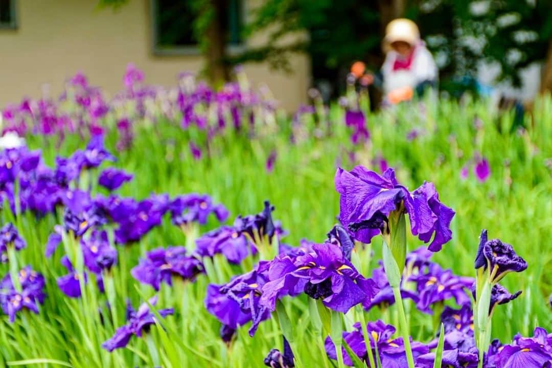 やまがた長井観光局さんのインスタグラム写真 - (やまがた長井観光局Instagram)「あやめ公園の #あやめ は早咲きの品種たちが見頃を迎えそうです。 見頃予想は6月下旬です。  そして #梅花藻 の花 市内各所を流れる「街なか水路」の水中に自生し、水面に咲く珍しい花です。  本日梅雨入りの発表となり、お出かけが難しい皆様にお写真で和んで頂けるよう今後もアップしていきます📷  #山形 #おきたま #長井市 #長井旅 #ながいたび #東洋のアルカディア #やまがたアルカディア観光局⁣⁠ #水路 #アヤメ #菖蒲 #花菖蒲 #バイカモ  #yamagata #nagai  #fliwer #like4like」6月11日 20時00分 - nagai_kankou