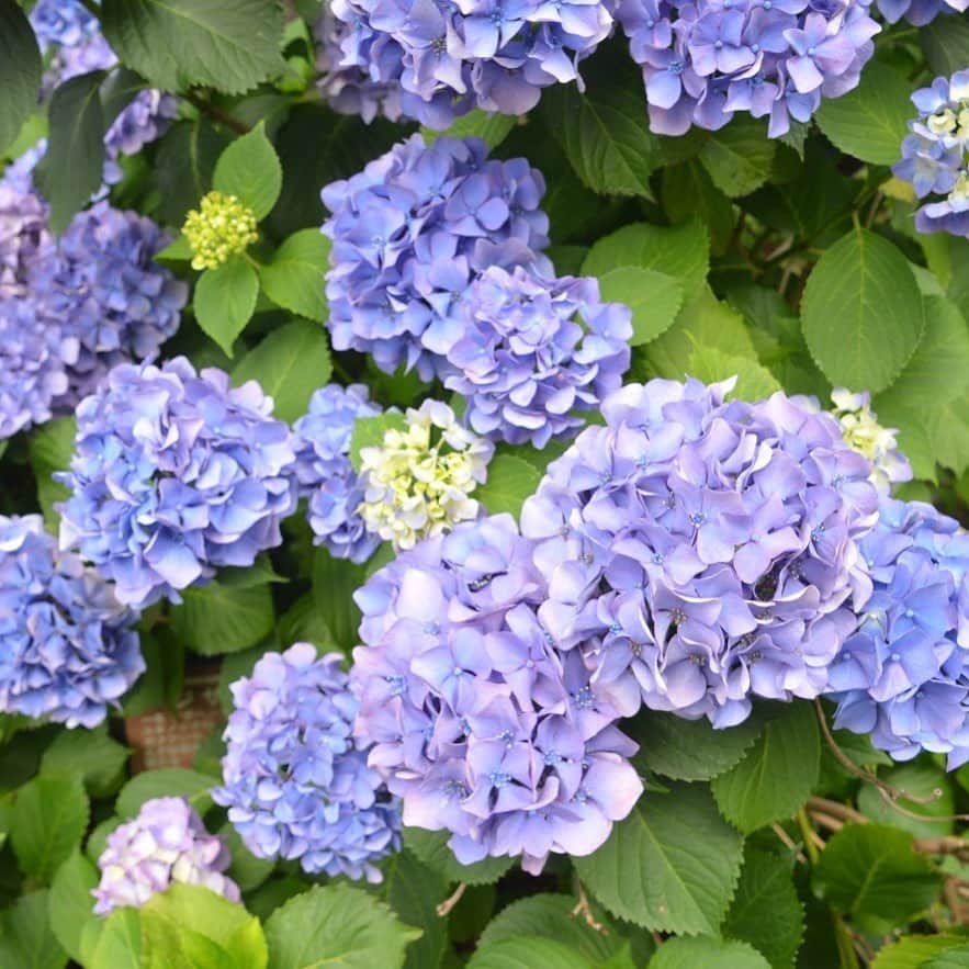 のインスタグラム：「いよいよ梅雨入りです。雨に濡れる姿もまた美しい、紫陽花が御殿山ガーデンでは見頃を迎えています。フォロワーさんからのリクエストに答えまして、ストーリーでもガーデンの紹介をしているので是非ご覧ください。😊 . Hydrangea is fully bloomed now at Gotenyama Garden. Check out the story to learn more about our beautiful garden! 🌺🌿 . #東京マリオットホテル #tokyomarriott #marriottbonvoy #御殿山ガーデン #紫陽花 #花のある暮らし #marriotthotel #hydrangea #shinagawa」