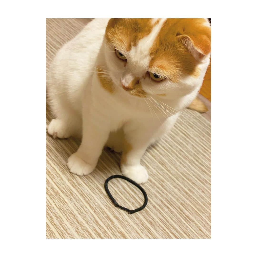 YURINAさんのインスタグラム写真 - (YURINAInstagram)「・﻿ 🐈🏠🐈﻿ ﻿ 📸 マミーの遊び道具﻿ ﻿ この子はチョビではなくおばあちゃん家の猫﻿ ﻿ マミーなのですが、なんとも #ブサカワ な猫で﻿ ﻿ まんまるで、もふもふでぬいぐるみみたい😹﻿ ﻿ ﻿ そんなマミーは私がよくポニーテールするのに﻿ ﻿ くくっているヘアゴムが大好きで﻿ ﻿ 部屋中これをくわえて走り回ってます(笑)﻿ ﻿ ﻿ ﻿ こんな写真を見返して今日は癒されてました☺️﻿ ﻿ ﻿ そしてBuffaloesも #victory 嬉しいですね🤘🏼﻿ ﻿ ﻿ #オリックス #BsGirls #Bs2020 #avex﻿ #baseball #プロ野球 #ORIX #Buffaloes﻿ #超革新系 #勝紺 #京セラドーム大阪 ﻿ #ほっともっとフィールド神戸 #オリ姫 ﻿ #yurina_359  #BsGirls2020 #performer﻿ #dance #全力パフォーマンス #followme﻿ #高身長女子 #筋トレ女子 #黒髪ストレート #🖤﻿ #梅雨入り #今日の癒し #過去pic﻿ #猫スタグラム #愛猫」6月11日 20時24分 - yurina_bsgirls_359