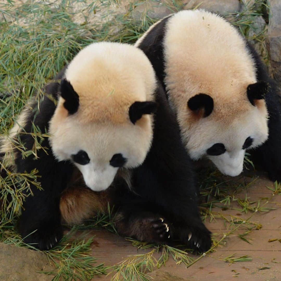 パンダ（白浜）さんのインスタグラム写真 - (パンダ（白浜）Instagram)「#桜浜　#桃浜 together! look at front, and down 🐼😊🐼 #ADVENTUREWORLDPANDAS #baby #HELLOLITTLE #pandamental #hellopanda #ハローリトル #ハローパンダ #パンダグラビア #パンダ　and #panda #pandababy 🐼🐼🐼」6月11日 20時29分 - hellopanda_book