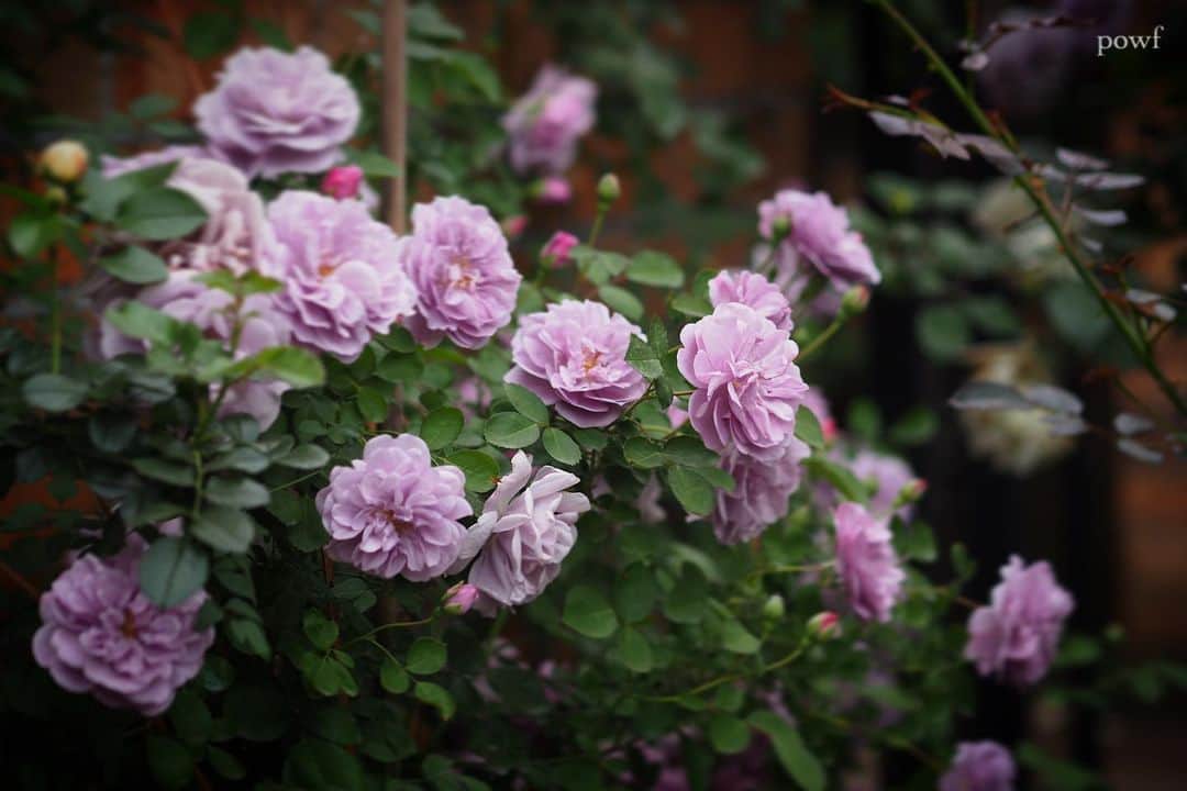 anemone_69のインスタグラム：「. The rainy season has set in. ✣✣✣ . . #梅雨入り #梅雨 #rose #バラ #薔薇 . . .」