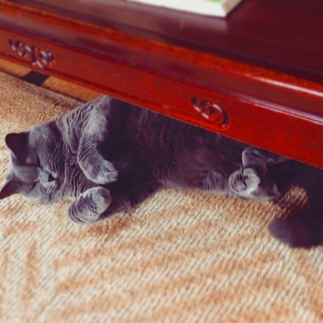 チキン南蛮カレーのルウ王子のグルメインスタ