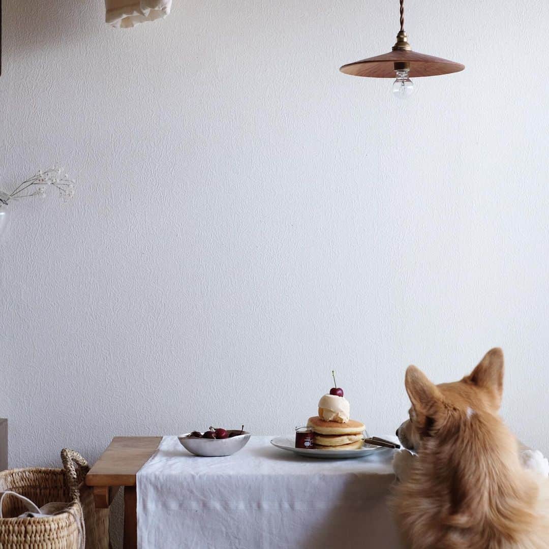 maggydaisyのインスタグラム：「_  落ちてるさくらんぼを食べようとするのを阻止するのにひと苦労 あちこちに桜の木がたくさんあって、どの散歩コースを選んでも必ずさくらんぼの海を通ることに、、、 . #corgi #コーギー #犬のいる暮らし #maggydaisymore20200612 #pancake #パンケーキ #antiques」