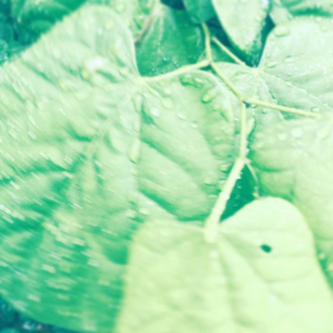 のインスタグラム：「#rain #raindrops #leaves #green #hope」
