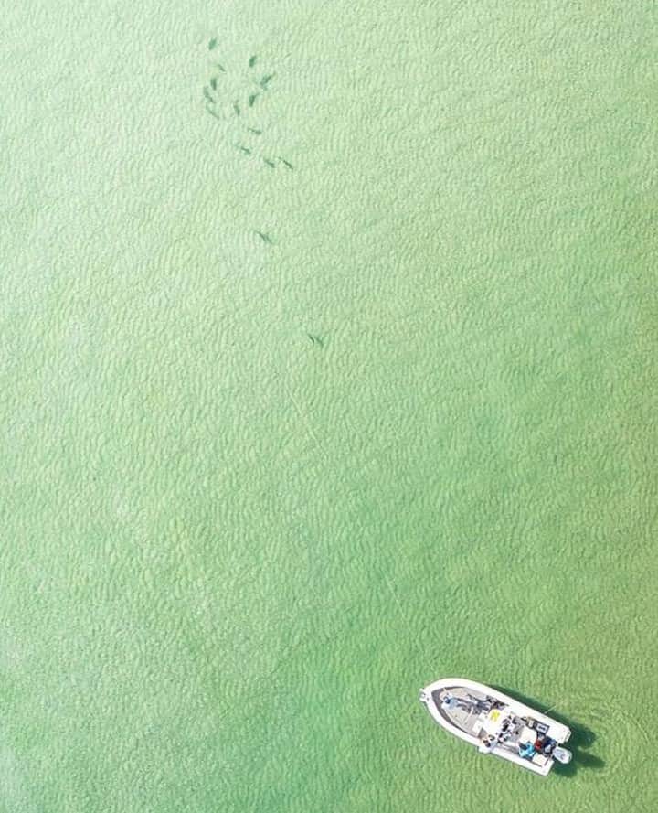 Costa Sunglassesのインスタグラム：「Anak tracks. 📷: @aussieflyfisher @oliverwhitefishing @gladdyflyandsportfishing @scientificanglers⁠ #SeeWhatsOutThere」