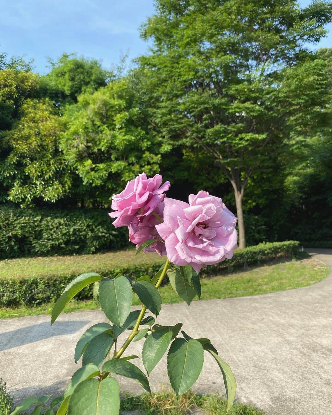 のインスタグラム：「🌹💕💕 .」