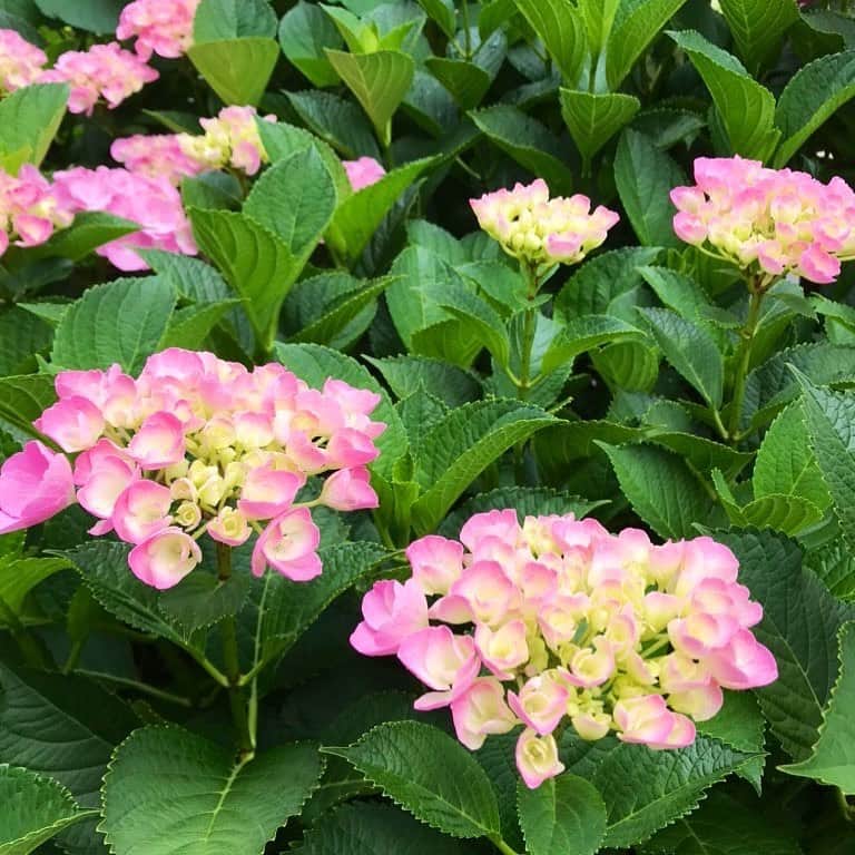 中野耕史のインスタグラム：「‪おっはよーーーーーございます！！！‬ ‪雨の勢いは、しょぼしょぼ、しとしと、ぽつぽつ、ぱらぱら、ばらばら、ざあざあの順で表現の激しさが増すそうです。‬ ‪雨の多い国の表現力。‬ ‪神戸は「しとしと」、このあと「しょぼしょぼ」になりそう🌂‬」