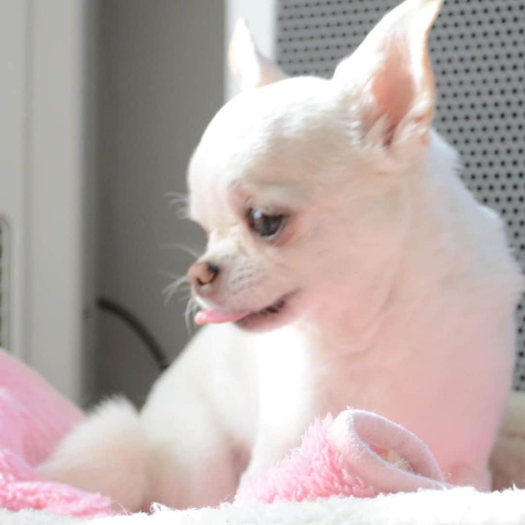 KORIKIのインスタグラム：「おはようございます♪ * #dogofsapporo #dog, #dogs, #dogstagram,#chihuahua,#犬バカ部,#チワワ,#koriki, #hanadog #白スムチ連合会, #スムチー,  #dogofthedayjp, #dogoftheday  #ilovemydog #instadog #instapet #WhiteChihuahua  #吉娃娃 #치와와  #dogsofinstagram #Chihuahualover  #ชิวาวา #チワワの輪 #barkbox #WhiteChihuahuaParty #もふもふモフモフ」