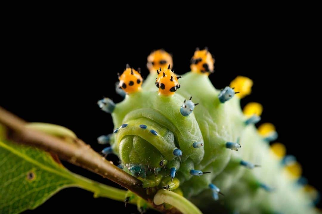 Joel Sartoreさんのインスタグラム写真 - (Joel SartoreInstagram)「After many weeks of feeding almost non-stop on the leaves of trees and shrubs, this cecropia caterpillar will begin its transformation, soon emerging from its cocoon as the largest moth in North America. Found east of the Rocky Mountains in the United States and Canada, these beauties have an impressive wingspan of five to six inches. Unlike the hungry caterpillars, the cecropia moth does not feed - its sole purpose is to mate. After just a few weeks, the moth will die, and the cycle begins again with a new clutch of freshly laid eggs. Photos taken @mnzoo with a @nikonusa D4. #moth #caterpillar #colorful #spiky #cecropia #NikonAmbassador #PhotoArk #savetogether」6月11日 22時55分 - joelsartore