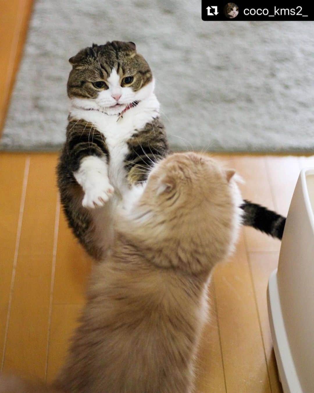 ねこのインスタグラム