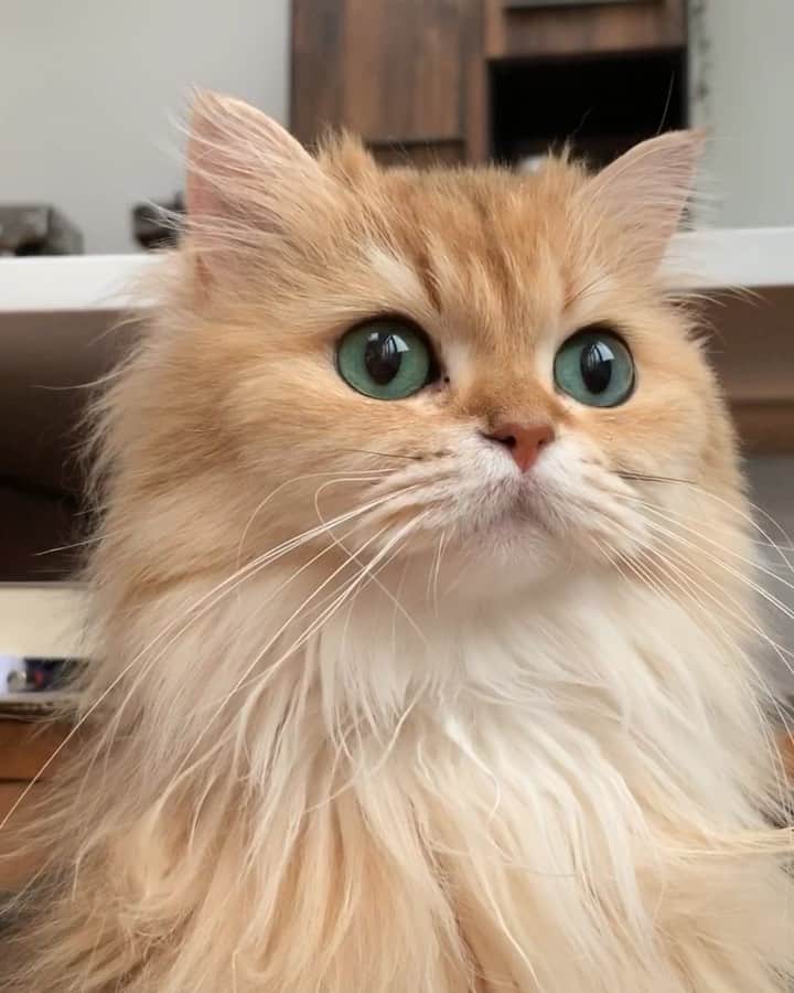 Smoothieのインスタグラム：「Trying to figure out what’s going on. ⚡️⛈」