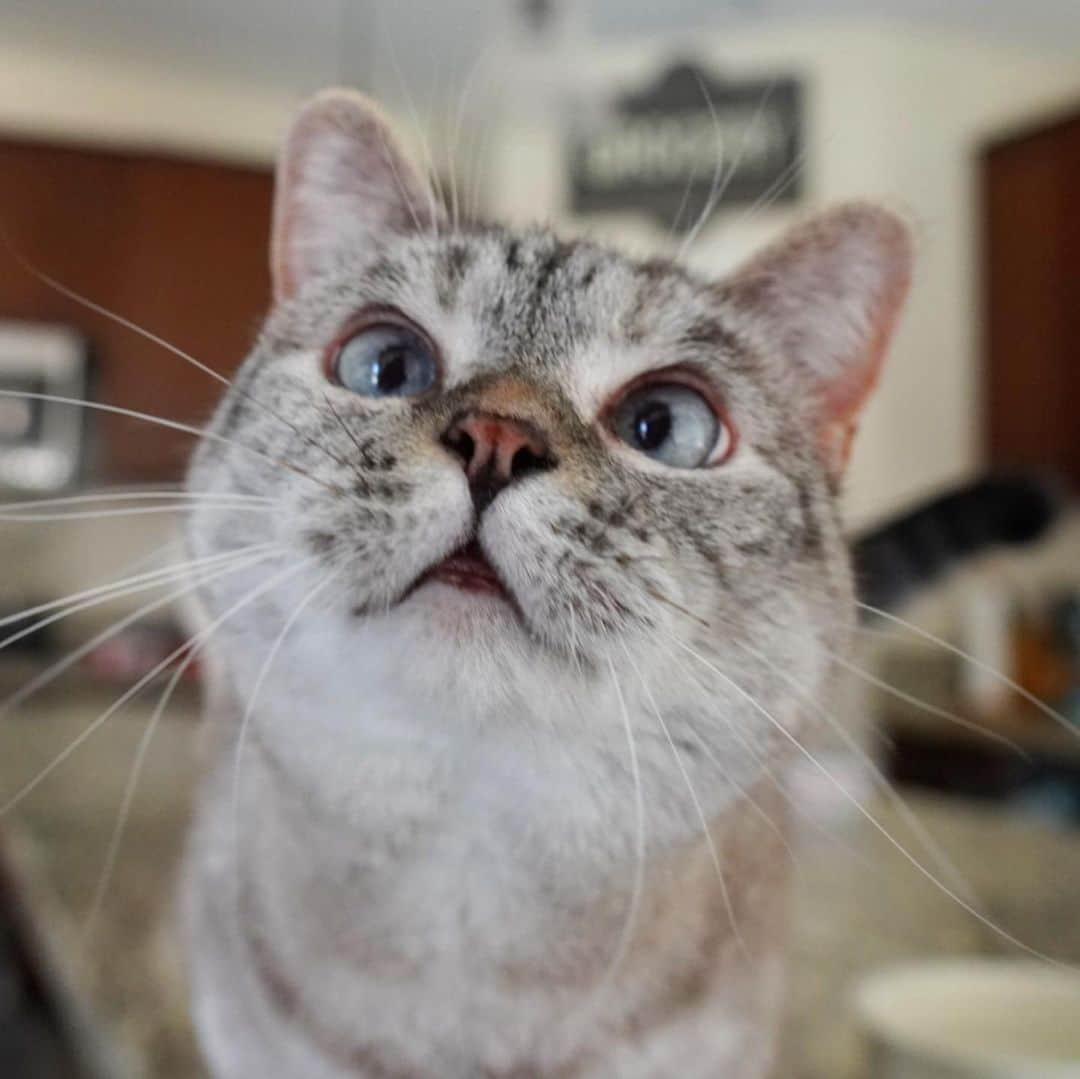 nala_catさんのインスタグラム写真 - (nala_catInstagram)「Time for my breakfast mom😻 Use coupon code Save20 for 20% off your first order at @lovenalaco www.lovenala.com」6月11日 23時25分 - nala_cat