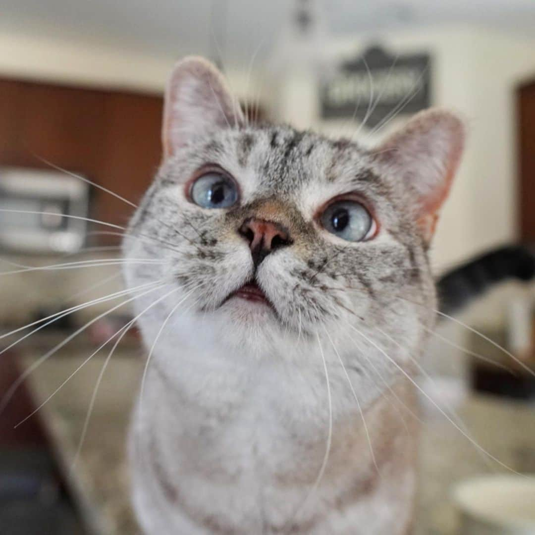 nala_catさんのインスタグラム写真 - (nala_catInstagram)「Time for my breakfast mom😻 Use coupon code Save20 for 20% off your first order at @lovenalaco www.lovenala.com」6月11日 23時25分 - nala_cat