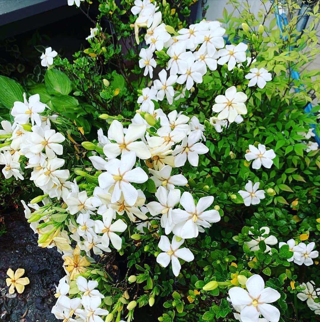 美城れんのインスタグラム：「今日は…クチナシの花の写真を。😊 今日からほぼ全域で梅雨入りですね。 雨の中でも良い香りのクチナシの花😌☔️ 本当良い香り〜✨😌 今日も全てに心からの感謝を…😌🙏✨ mahalo」
