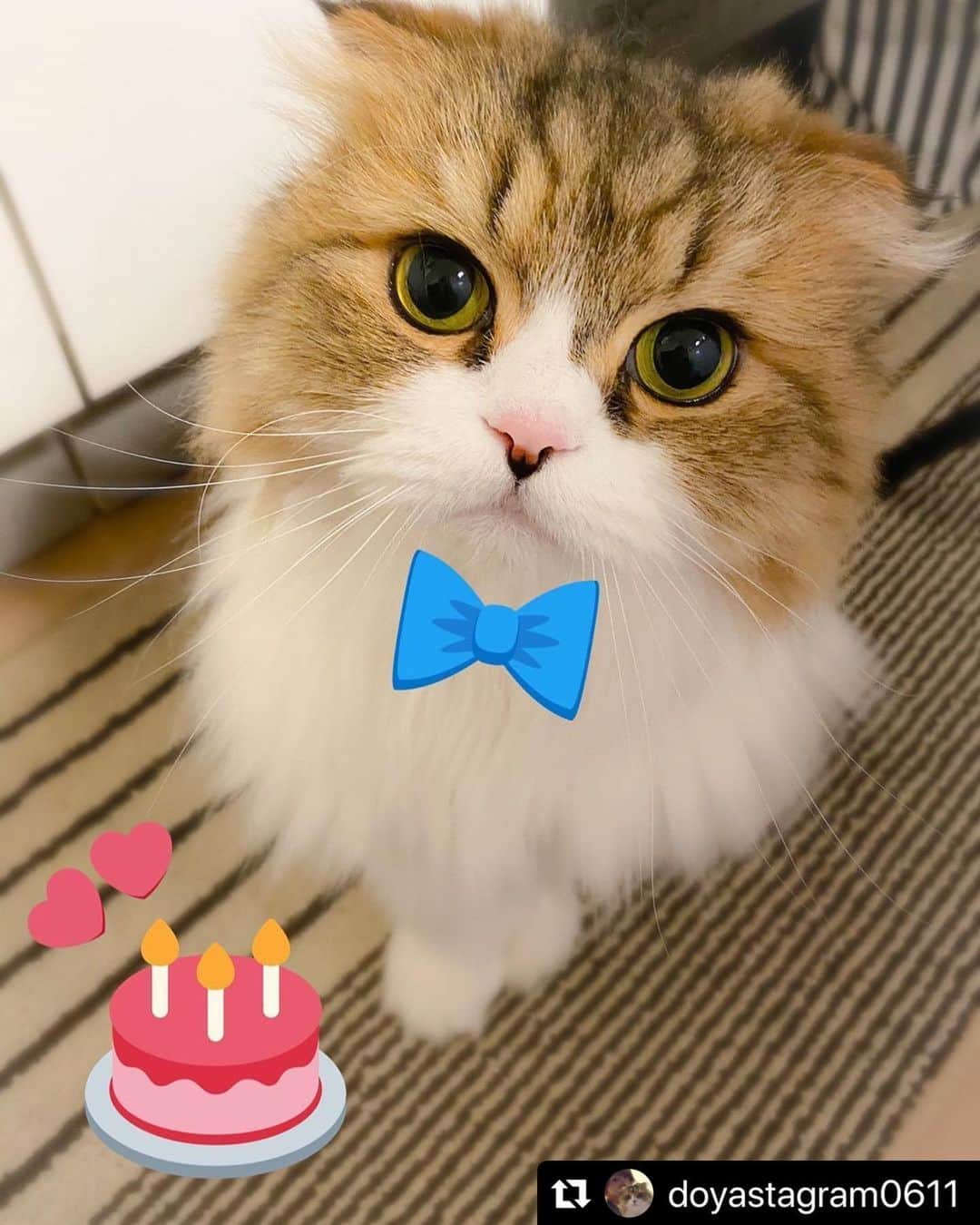 のインスタグラム：「🐱🎂 今日は愛猫どや様のお誕生日でした❤️ お誕生日おめでとうだよー！！！ ・ ・ #Repost @doyastagram0611 ・・・ Twitterのスタンプ良き…🥰笑 蝶ネクタイが似合う5歳👔 . 🐈 . #どや #どやスタ  #ねこ #ねこ部 #ねこすたぐらむ  #スコティッシュフォールド  #スコティッシュ垂れ耳 #愛猫の誕生日 #happybirthday」