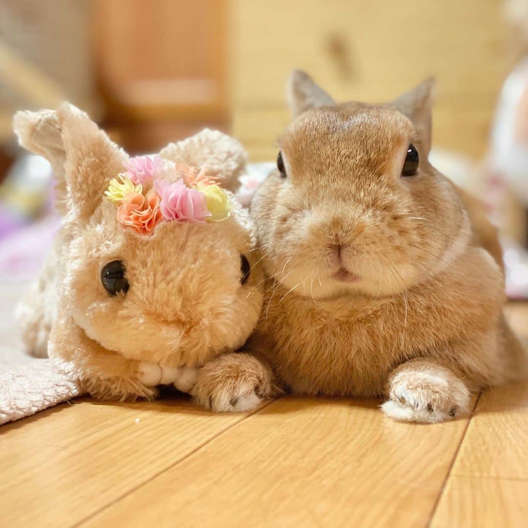 ラン?さんのインスタグラム写真 - (ラン?Instagram)「((( *´ω`)´ω｀o)❤ ☆ まるで写真を撮られているのがわかっているのかのようにポーズをキメる 仲良しさん💓 ☆  #うさぎ #ネザーランドドワーフ #rabbit #bunny #bunnystagram  #rabbitstagram  #cute  #かわいい #ふわもこ部  #もふもふ  #zip写真部  #アニマル写真部 #instagramjapan #netherlanddwarf #うさぎと暮らす  #うさぎのいる暮らし #癒し #kawaii #ランちゃん  2020.06.12」6月12日 0時15分 - mofumofuusako