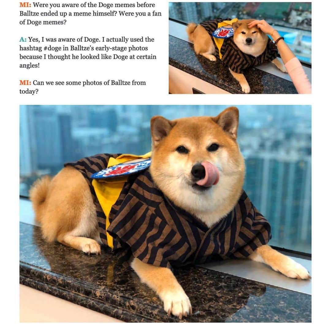 Balltze My name is Ballさんのインスタグラム写真 - (Balltze My name is BallInstagram)「Interview with @memeinsider by @izpeeham my mom will be proud of this and I’m sure she will be telling her fd’s her dog did an interview 😂 #Fat96 #balltze #nomnomnomclub #cheems ? #yos」6月12日 0時45分 - balltze