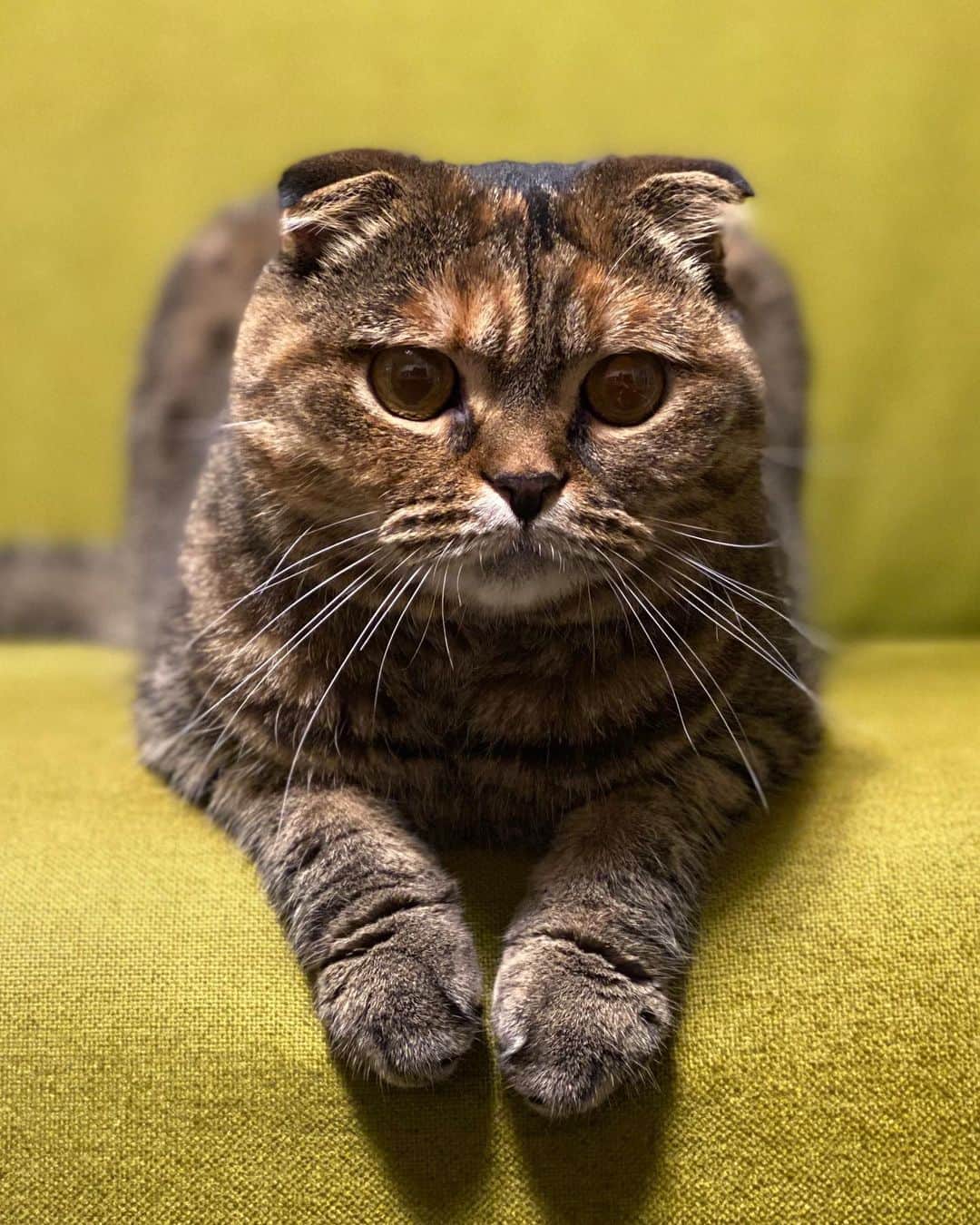 小林愛さんのインスタグラム写真 - (小林愛Instagram)「るーたんlove😘  #猫  #ねこ #cat #猫との暮らし　#猫好きさんと繋がりたい  #スコティッシュフォールド  #にゃんすたぐらむ　#youtube #るーたんあいたん」6月12日 0時50分 - love_me_ai