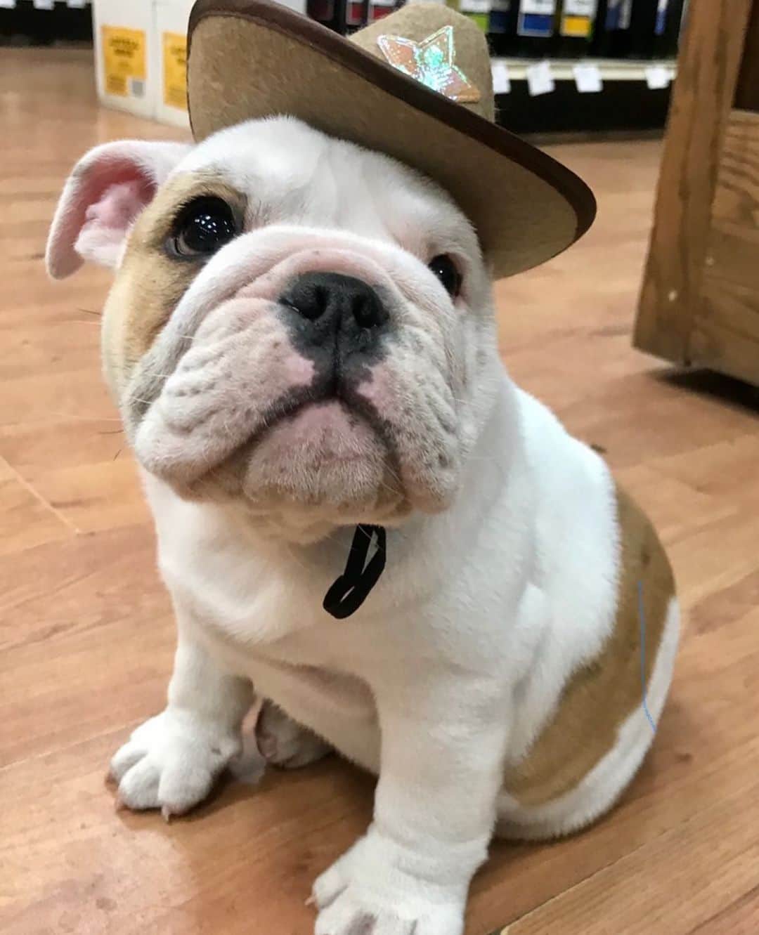 Bodhi & Butters & Bubbahのインスタグラム：「There’s a new sheriff in town 🐶 and he wants treatsies 🦴#wildwildwest . . . . . #bulldog #puppy #cute #boy #smile #be #happy #new #sheriff #funny #love #dogsofinstagram #bestoftheday #puppylove @romeotheladykiller」