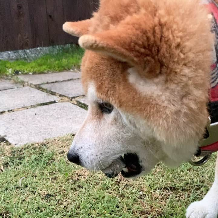 柴犬 たろのインスタグラム