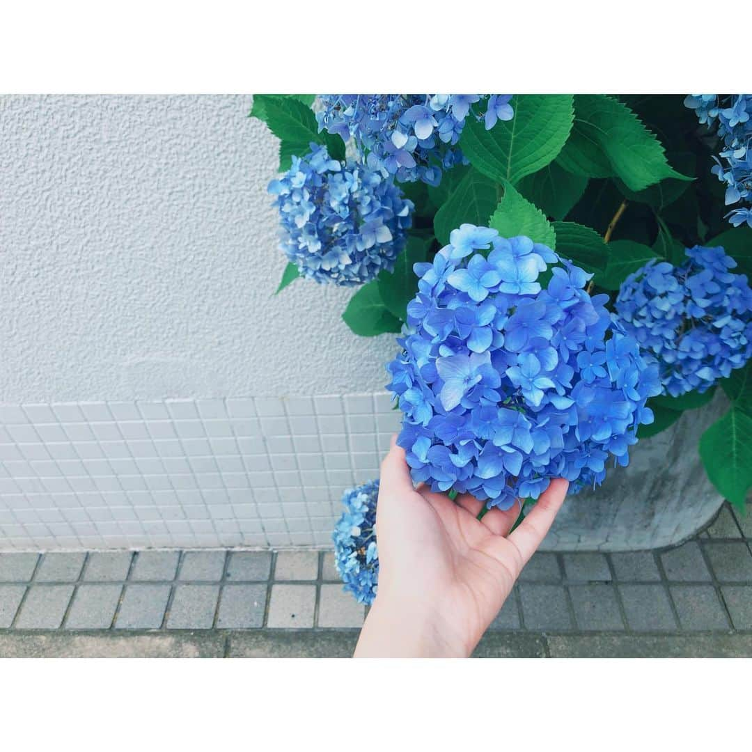 潘めぐみさんのインスタグラム写真 - (潘めぐみInstagram)「「ただいま」 . わず。 . 本日を締めくくったのは、事務所の応接を借りてのリモート取材でした。 . 彼女と、自分自身の、これまでと、これからを、幾度に渡り…。 . 一つのコメント取材がつながって、今回、有難いことにリモート取材をする運びとなりました。 . このご時世でも、お互いの顔を見て、話すことのできる、有難さと安心感と。 . 人と向き合うというのは、自分と向き合うことでもあって、その逆もまた然り。 . どれ一つをとっても、尊く、有難く、かけがえのないものばかりで。 . 情緒が崩壊するくらい没入して向き合ってきた、作品、役、言葉、想い、人。 . そのすべてが、もうすぐ世界中に届けることができる。 . ああ、早く来週にならないかなぁ！！（大きな声） . いやはや、しかしだね。 . ここのところ、インスタもツイッターも、更新のペースが落ちていて、ごめんね。 . 暑さと気圧の中、戦い終えた戦士は、帰還すると大概、リビングのソファで、大口を開けて大爆睡かましてんだ。← . 寝て起きてら、取りこぼしたくないものが、たくさんタイムラインあってさ。 . 毎日、こんなにやることあるんだなって思ったら、島民のこと、ほったらかしてしまって、って、なんの話ししてんだ。 . とりあえず、今日の写真は、紫陽花、ハイドランジアなわけだけど、それはまあ、あの子の友達の女の子が、あれで、それして、こうだったのと、そんな日に素敵なコラボが発覚したから、なんだよね。 . なんのこったって感じですが、とりあえず、それは追って、次の投稿で。 . また、明日、ね！ . #今日の青 #今日の花 #紫陽花 #ハイドランジア」6月12日 1時10分 - han_meg_han