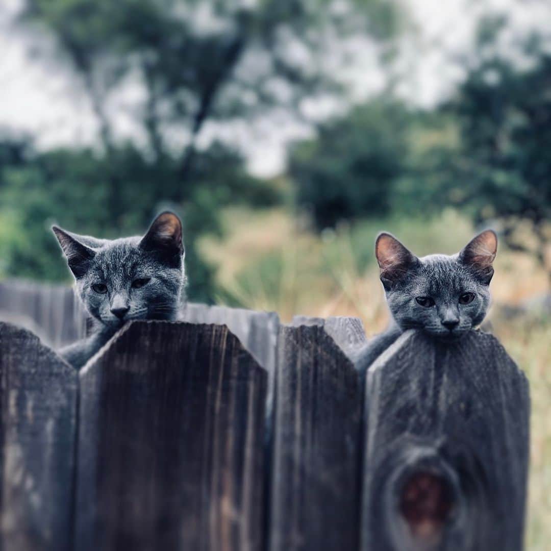 ケリスのインスタグラム：「Keeping all eyes on what's going on in these streets . We welcome smoke and ash to bounty farms this week .」