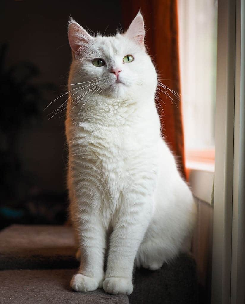 スターリンさんのインスタグラム写真 - (スターリンInstagram)「Tofu might look like just an adorable floofball, but she turns out to also be a good defender of my territory. She's been chasing the soon-to-be former leader of our area all over the place. Feisty floofball! 😼」6月12日 1時45分 - stalinthecat