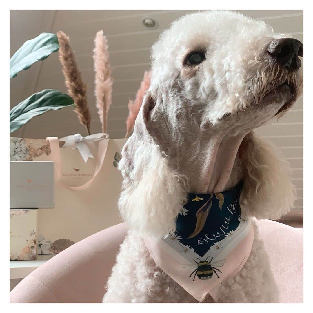 Olivia Burtonさんのインスタグラム写真 - (Olivia BurtonInstagram)「@flopsydobbydog managed to get his paws on our signature floral scarf - so cute! 🐶🌸🐝✨ #MyOliviaBurton #BedlingtonTerrior」6月12日 1時49分 - oliviaburtonlondon