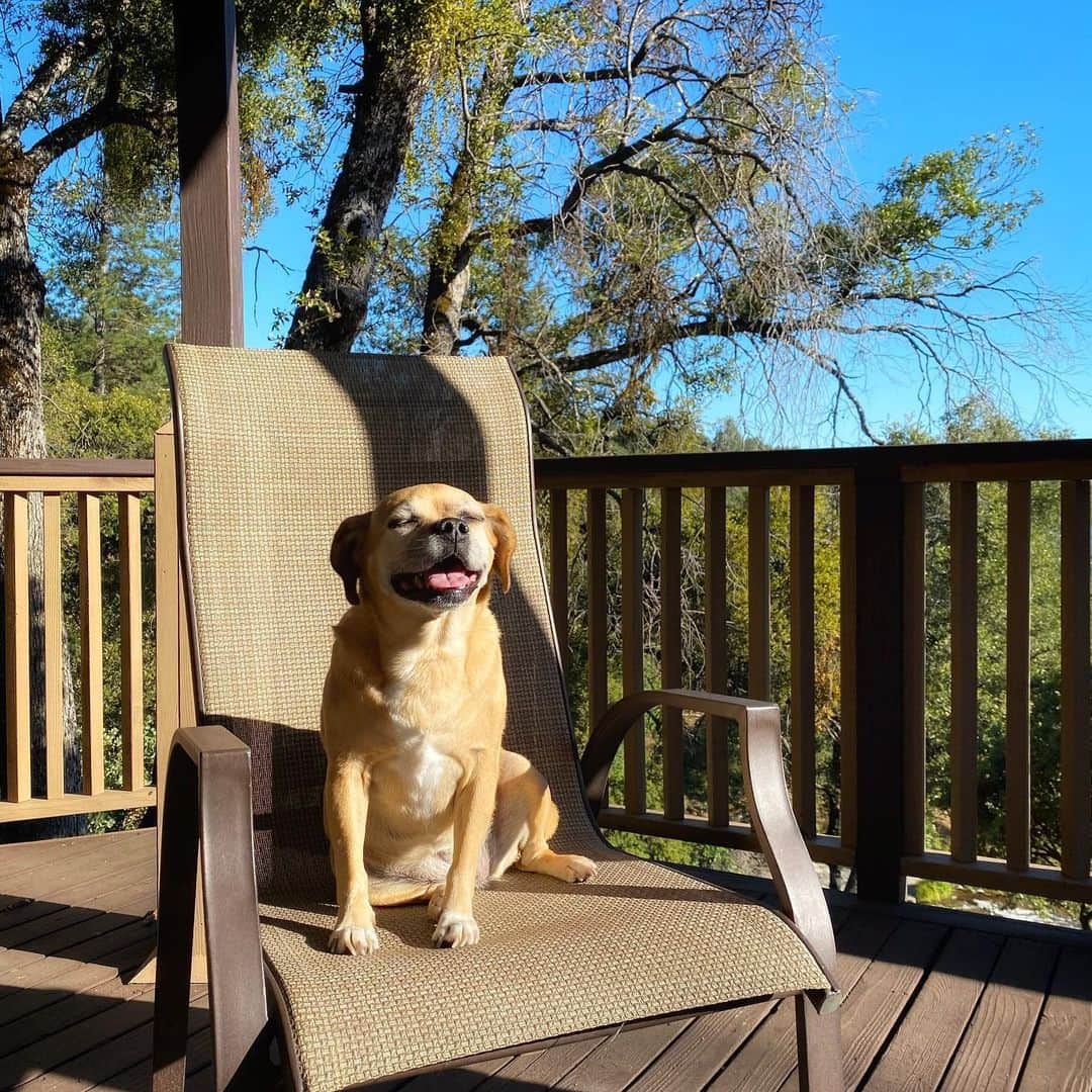 ジェームズ・ガンさんのインスタグラム写真 - (ジェームズ・ガンInstagram)「I wish I loved anything as much as my dog loves sun.  #dog #dogsofinstagram  #dogs」6月12日 1時50分 - jamesgunn