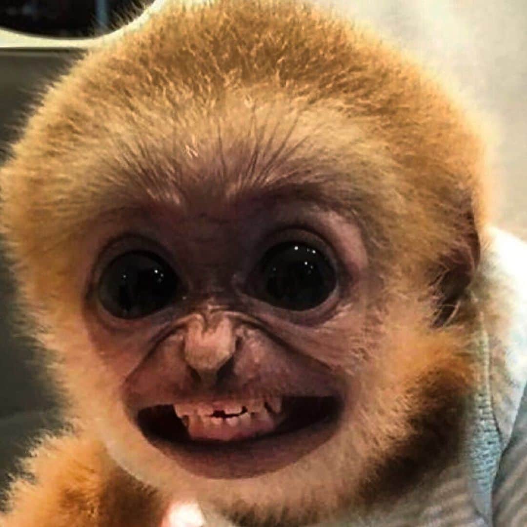 Zoological Wildlife Foundationさんのインスタグラム写真 - (Zoological Wildlife FoundationInstagram)「#tbt 2015 This photo of baby Ahmed became the topic of many memes and went viral 😂 We are open for tours and encounters!」6月12日 2時25分 - zwfmiami