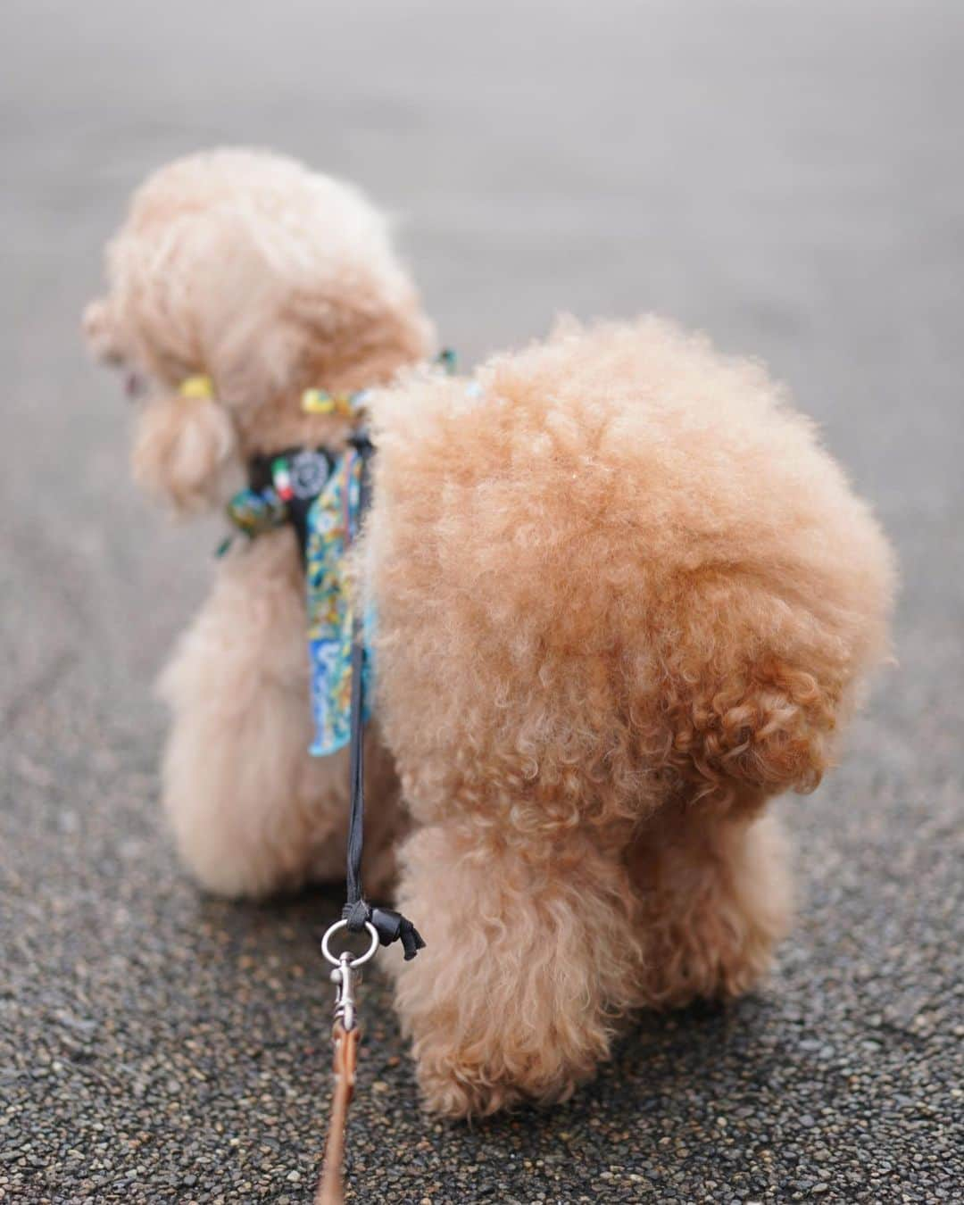 Toypoodle Mikuru?Asakusa Tokyoさんのインスタグラム写真 - (Toypoodle Mikuru?Asakusa TokyoInstagram)「20200612 Friday. Good morning! Friends 💓 いいね😆肉活🍖 .  ❶ あーん ❷ お顔周り伸び放題😅 ❸ もっともっと😋 ❹ 極嬢桃尻 ❺ ねー ❻ 「施無畏 」  浅草寺本堂に新しい扁額が設置されました✨ . 今日も30度超え😰 雨上がりで湿度も高くて不快指数もMAX🥵 テレワークもまだ続いております。 みきゅるんも私が家で仕事してる事にも慣れたのかなぁ？ 規則的にオニク要求してくるのは気のせいかなぁ😂 . #浅草寺 #施無畏 #肉活 #あまびえ」6月12日 8時00分 - purapura299