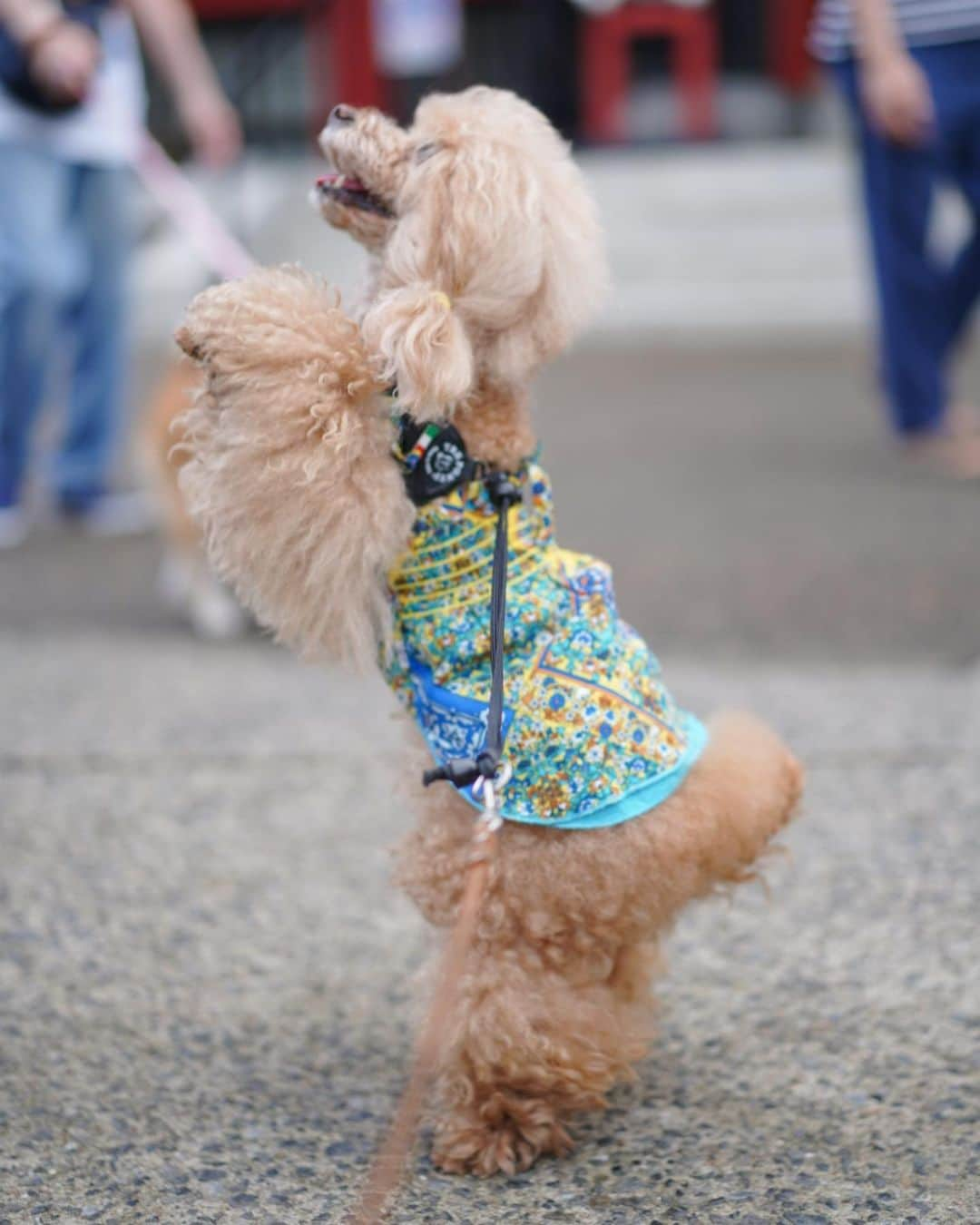 Toypoodle Mikuru?Asakusa Tokyoさんのインスタグラム写真 - (Toypoodle Mikuru?Asakusa TokyoInstagram)「20200612 Friday. Good morning! Friends 💓 いいね😆肉活🍖 .  ❶ あーん ❷ お顔周り伸び放題😅 ❸ もっともっと😋 ❹ 極嬢桃尻 ❺ ねー ❻ 「施無畏 」  浅草寺本堂に新しい扁額が設置されました✨ . 今日も30度超え😰 雨上がりで湿度も高くて不快指数もMAX🥵 テレワークもまだ続いております。 みきゅるんも私が家で仕事してる事にも慣れたのかなぁ？ 規則的にオニク要求してくるのは気のせいかなぁ😂 . #浅草寺 #施無畏 #肉活 #あまびえ」6月12日 8時00分 - purapura299