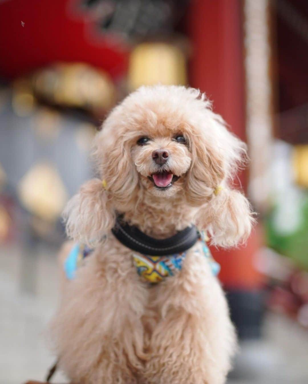 Toypoodle Mikuru?Asakusa Tokyoさんのインスタグラム写真 - (Toypoodle Mikuru?Asakusa TokyoInstagram)「20200612 Friday. Good morning! Friends 💓 いいね😆肉活🍖 .  ❶ あーん ❷ お顔周り伸び放題😅 ❸ もっともっと😋 ❹ 極嬢桃尻 ❺ ねー ❻ 「施無畏 」  浅草寺本堂に新しい扁額が設置されました✨ . 今日も30度超え😰 雨上がりで湿度も高くて不快指数もMAX🥵 テレワークもまだ続いております。 みきゅるんも私が家で仕事してる事にも慣れたのかなぁ？ 規則的にオニク要求してくるのは気のせいかなぁ😂 . #浅草寺 #施無畏 #肉活 #あまびえ」6月12日 8時00分 - purapura299