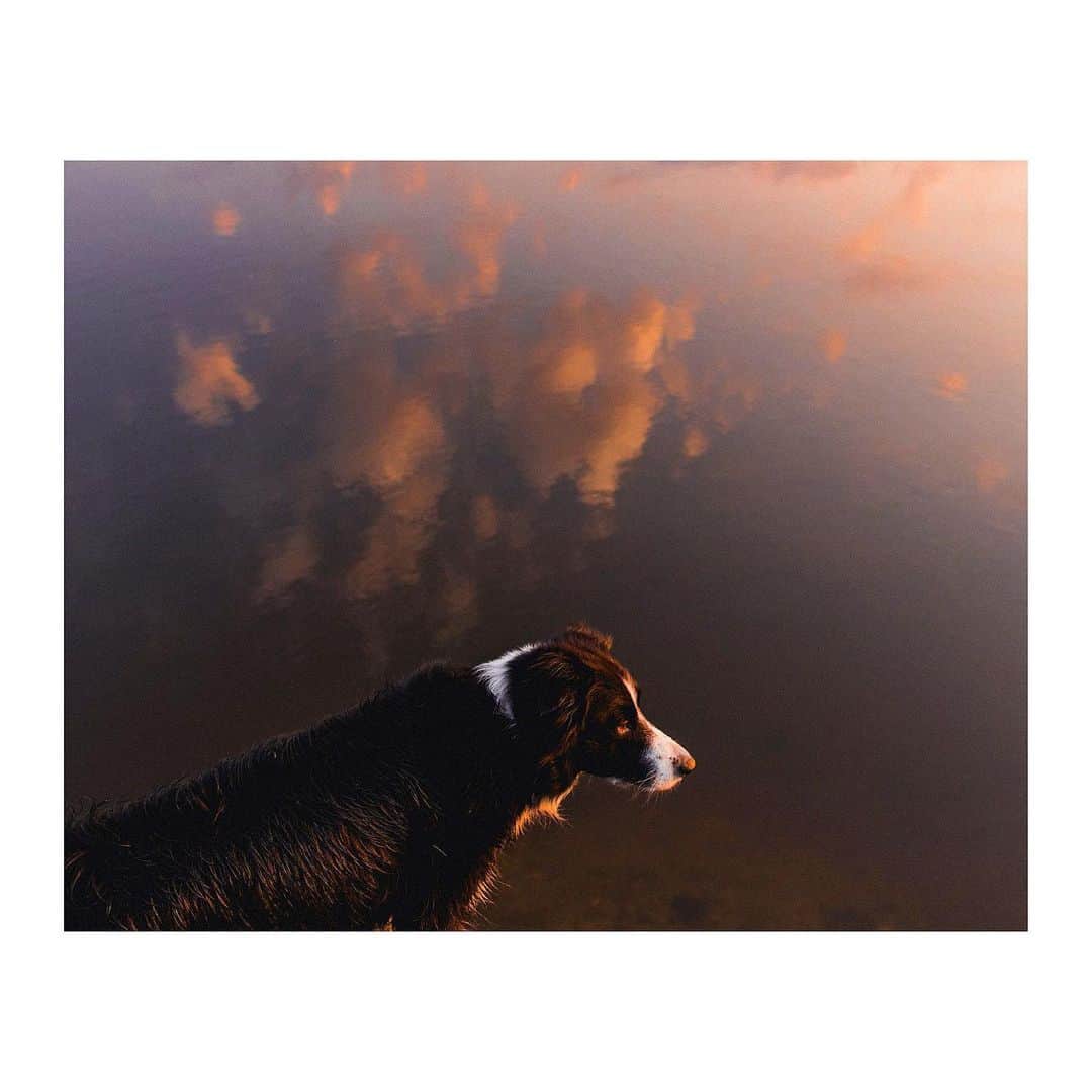 Andrew Knappのインスタグラム：「It’s time for a really special print sale! I’m selling some prints with profits going towards @colourthetrails.⁣ ⁣ Colour the Trails is an outdoor community advocating for outdoor diversity and inclusivity. I met founder Judith Kasiama (@jujumil) a few years back when she reached out, she’s a fan of our boy Momo. I had no idea she had been on such an incredible journey until she messaged me last week.⁣ ⁣ Thanks to @zachdriftwood for asking me to do this with him and facilitating it, he also has 3 great prints for sale. ⁣100% of print sales from these photos will go to Colour the Trails and FoodshareTO ⁣ Link in bio!」