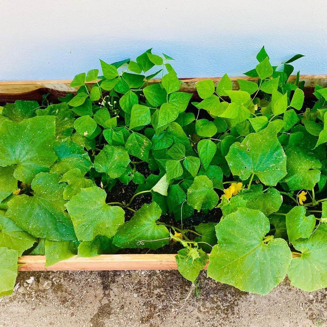 Halseyのインスタグラム：「This is one of the many new hobbies I have acquired as the world turns differently. It is rewarding in ways I could have never imagined. Gonna have to build a few more garden bed boxes... I hope you are all staying safe. Moments of simplicity like this are important for emotional balance, but the fight isn’t even close to over yet. I can see many people have been slowly getting back to their version of “normal”. That version of normal was NEVER normal. It was imbalanced and lethal. We have a lot of work to do. Stay rested and stay focused. I too am trying my best to do so. #blacklivesmatter」